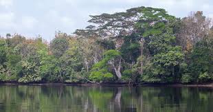 Marshall Wetlands